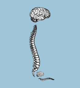 2 minds 2 spines
